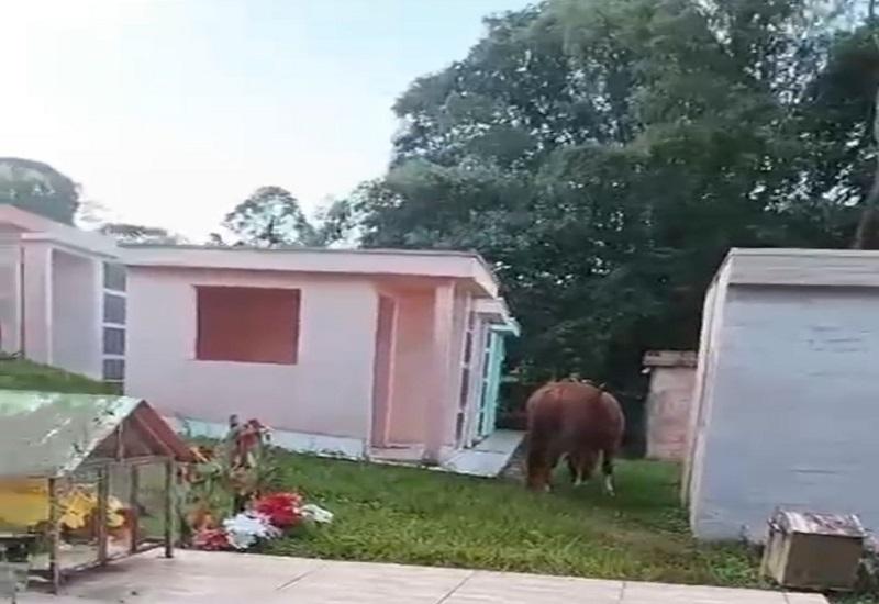 Absurdo : Homem furta égua e é encontrado sem roupas dentro de cemitério do Paraná