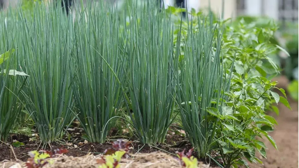 Agro : Produtores paranaenses ampliam área de plantio de salsinha e cebolinha