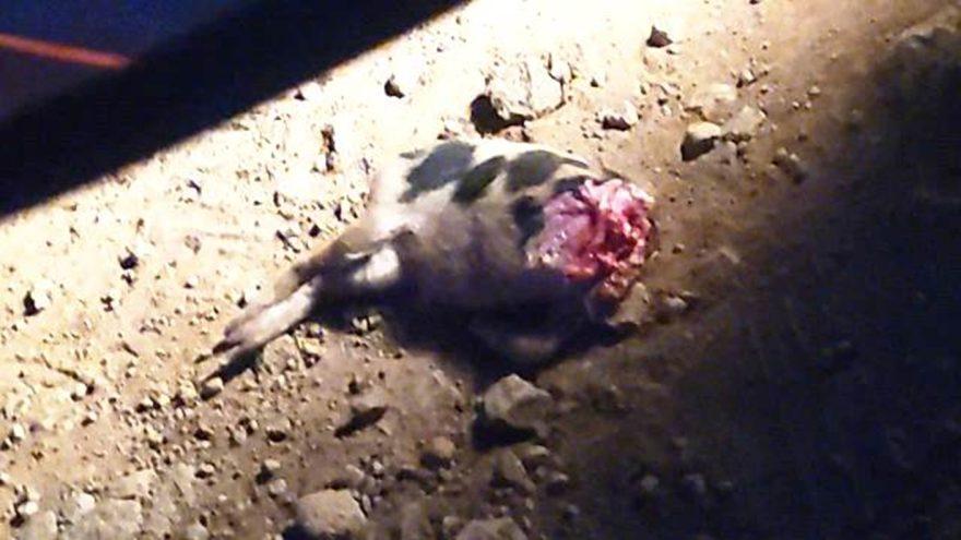 Alerta : Porco fica em pedaços após ataque de onça-parda