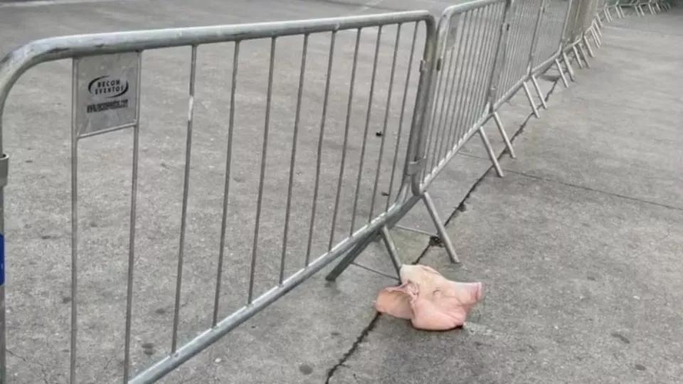Dérbi : Cabeça de porco é colocada em acesso ao estádio do Palmeiras antes de Dérbi
