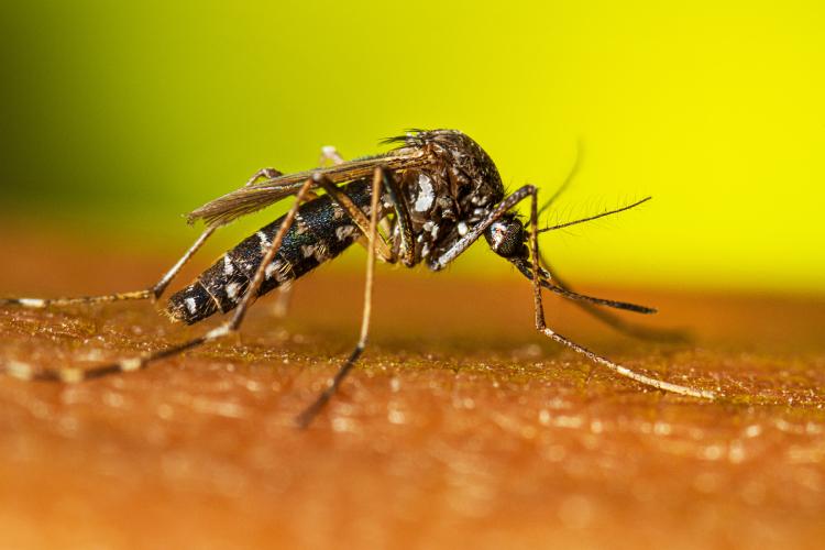 Guaíra : Vigilância Ambiental intensifica ações contra dengue e chikungunya