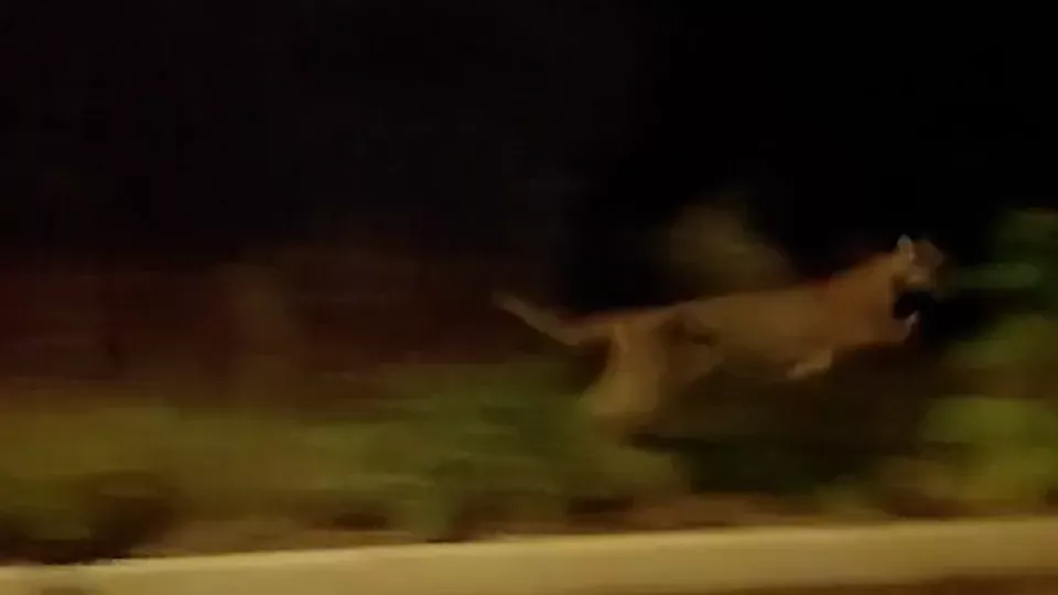 Onça-parda é flagrada no bairro Santo Inácio, em Cascavel