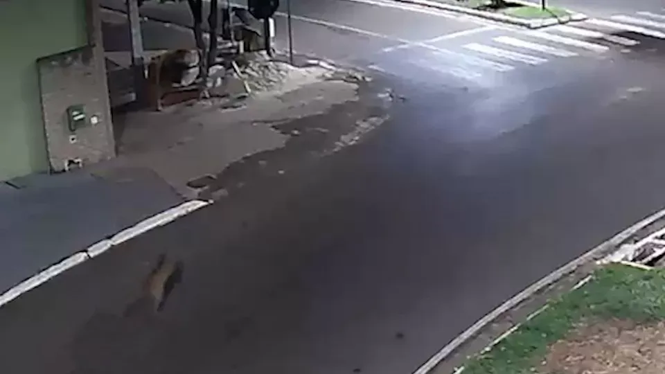 Flagrante : Onça-parda é flagrada correndo em cidade do Paraná