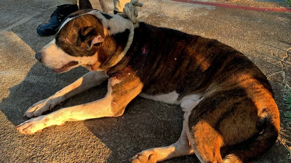 Região : Homem é Detido por Cortar Orelha de Cachorro com Facão em Cascavel