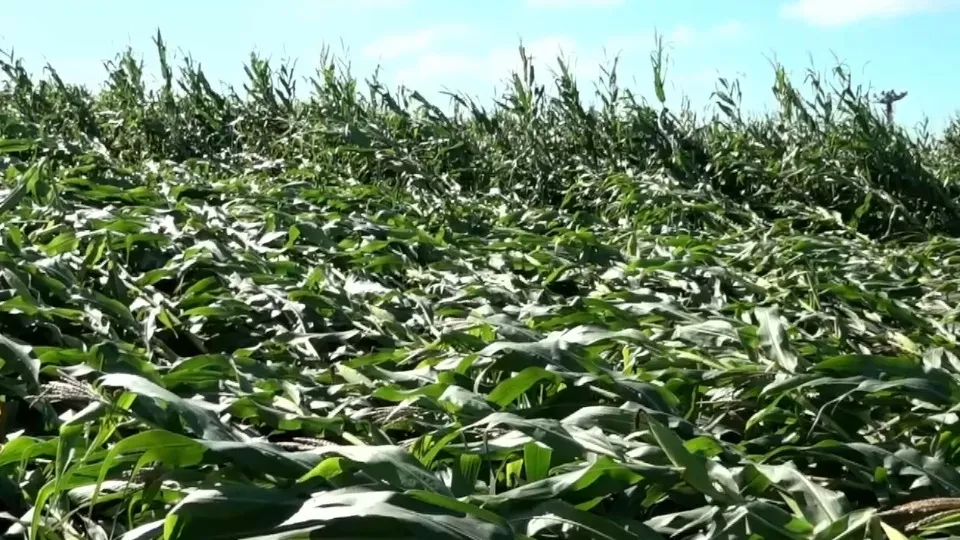 Temporal em Toledo : 65mm de Chuva e Ventos Fortes Destroem Plantações de Milho