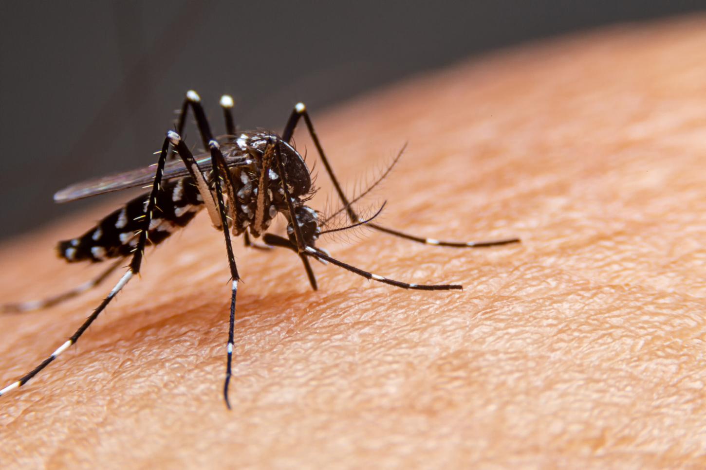 Confirmado : Toledo confirma a primeira morte por dengue em 2025