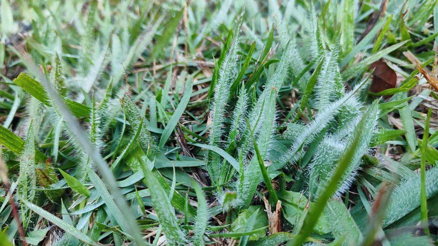 Clima : Após geadas, frio deve diminuir nos próximos dias no Paraná