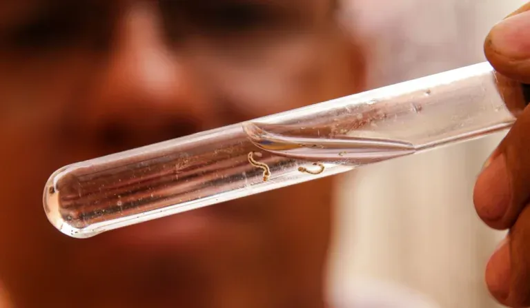 Saúde : Paraná chega a marca de 43 mortes pela dengue em 2025