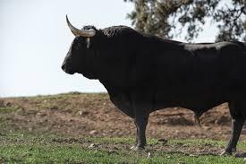 Fatalidade : Homem Morre Após Ataque de Touro