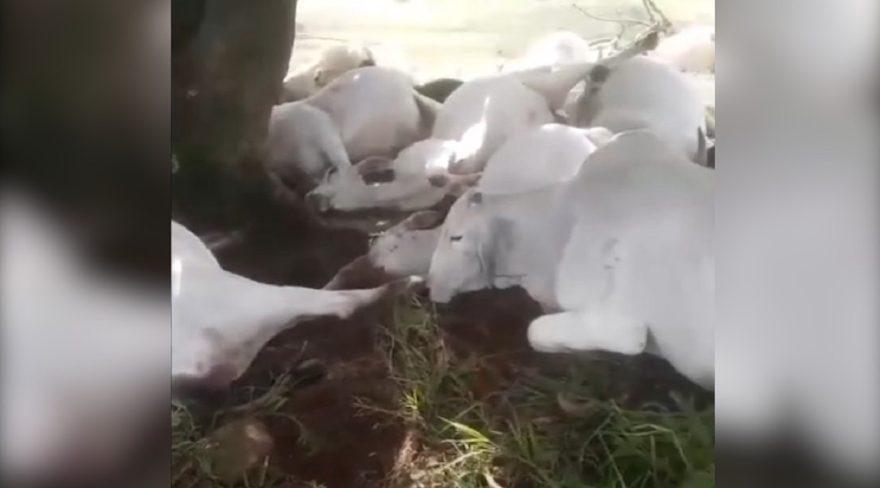 Fatalidade : Raio Mata 15 Bois Nelore em Fazenda no Paraná