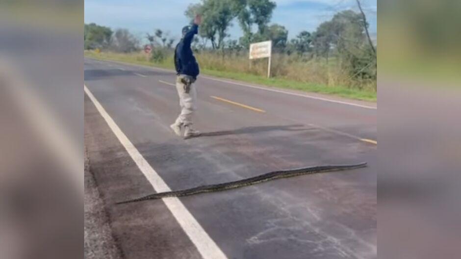 Rodovia : PRF interrompe BR-262 para Salvar Sucuri em Mato Grosso do Sul