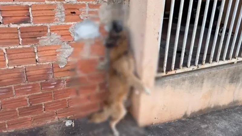 Cachorro morre enforcado com corrente em muro de casa