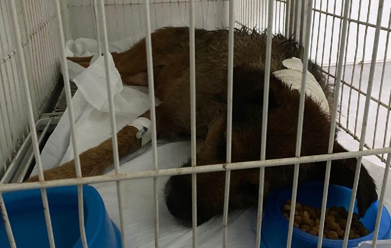 Homem ataca cães com facão e ameaça matar com veneno