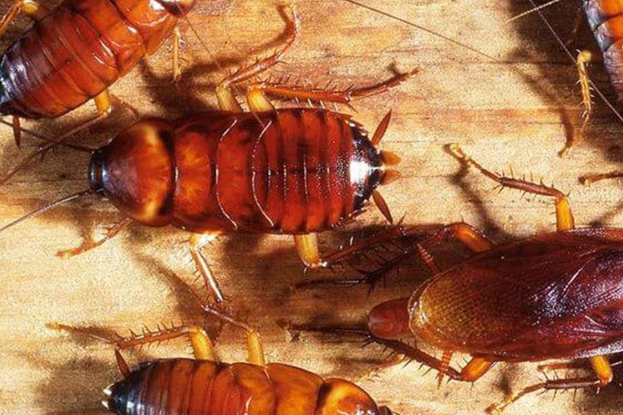 O que significa aparecer baratas na sua casa com frequência, segundo a ciência?