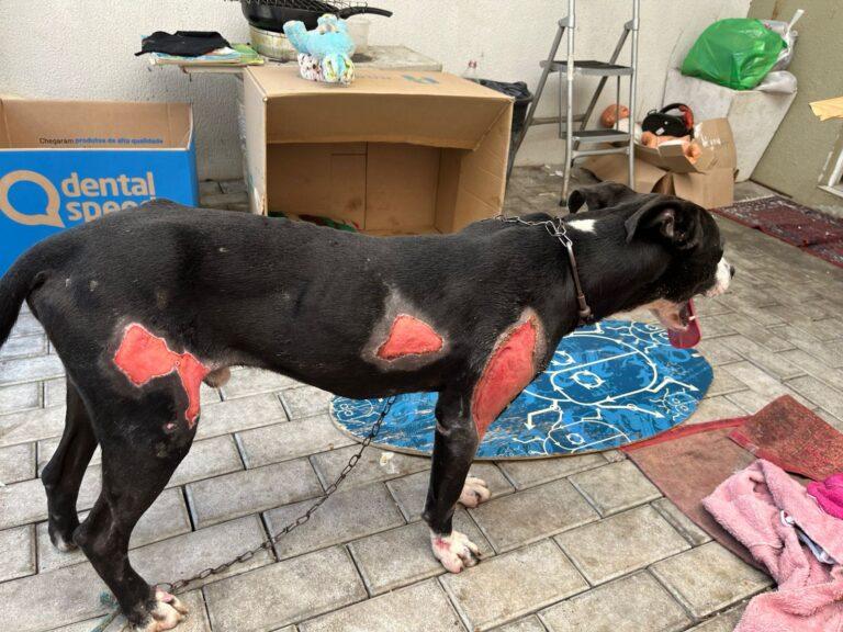 Caminhoneiro é preso após arrastar cachorro por 1 km