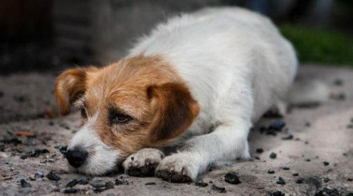 Férias e abandono: Polícia Civil alerta que deixar pets sozinhos em casa é crime