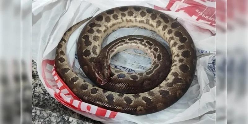 Homem morde sucuri após ser atacado; a cobra morreu