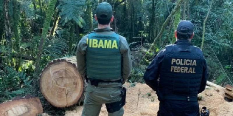 Indígena é condenado por desmatar área protegida equivalente a 16 campos de futebol no Paraná