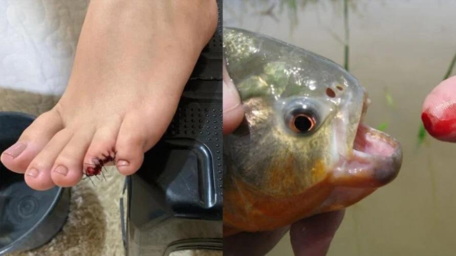 Praia Nova é temporariamente interditada em Santa Helena após registros de ataques de piranhas