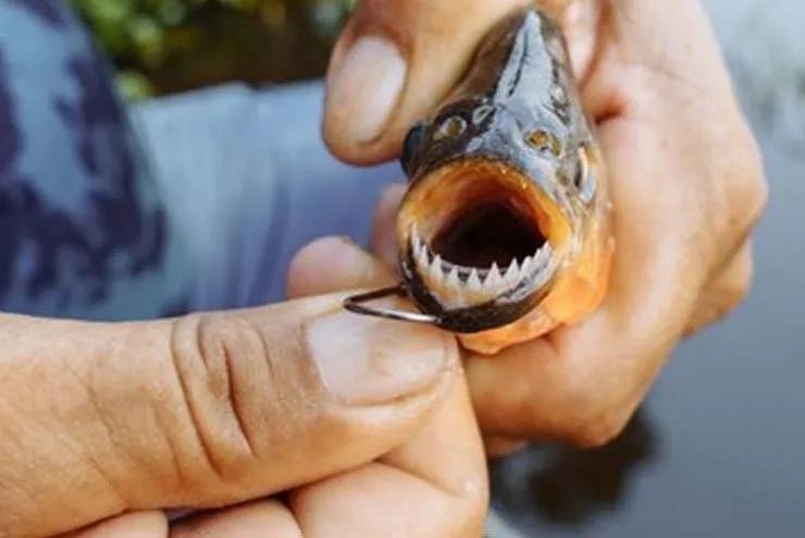 Criança atacada por piranha em balneário de Santa Helena é transferida para hospital em Toledo