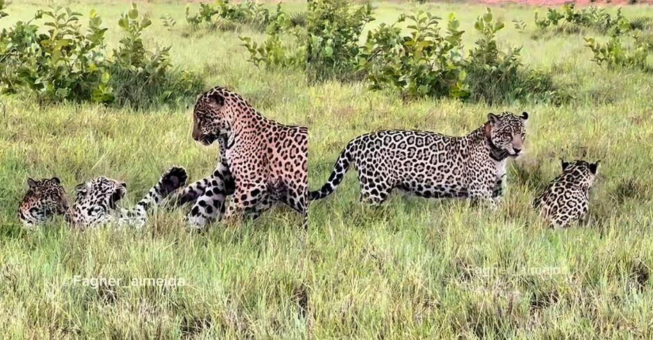 Fotógrafo registra briga entre mãe e filha onças no Pantanal (vídeo)