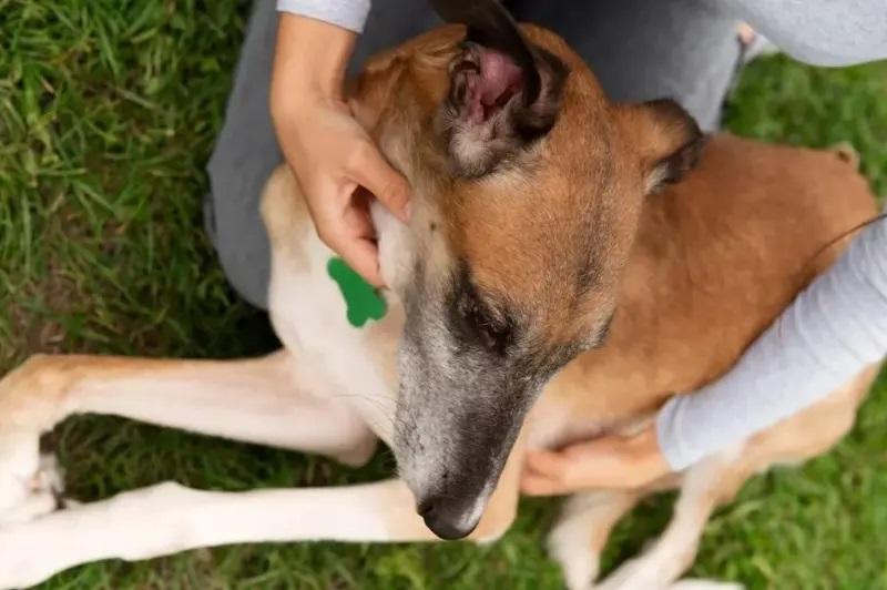 Mulher é investigada após vídeos que mostram ato sexual com cachorro no Paraná