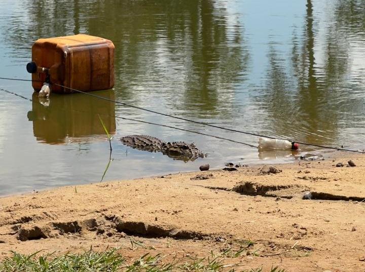 Município reforça orientações de segurança sobre Jacaré nas Marinas