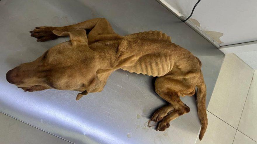 Pitbull é resgatada em estado grave após maus-tratos em Toledo