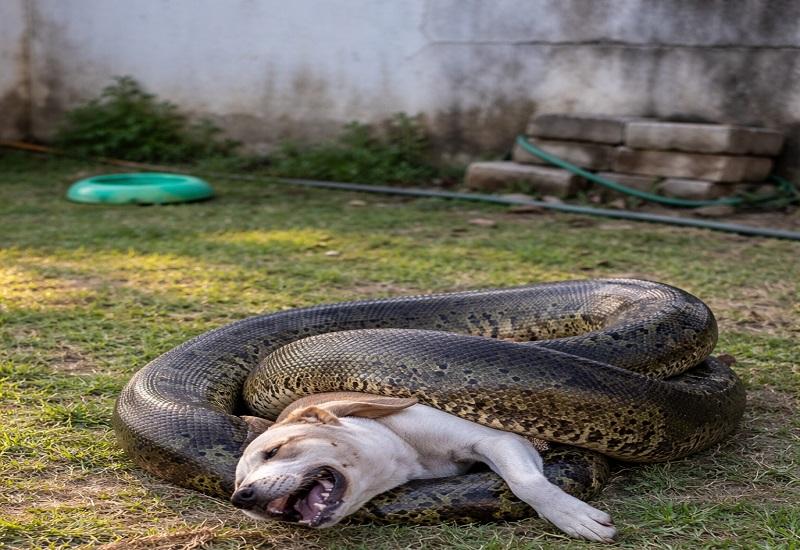 Sucuri gigante é flagrada capturando cachorro em quintal de casa em MS