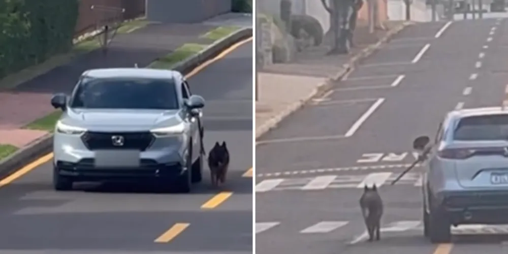 Motorista é flagrado dirigindo com cachorro preso ao carro