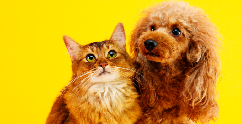 Projeto propõe dedução de gastos com pets no Imposto de Renda