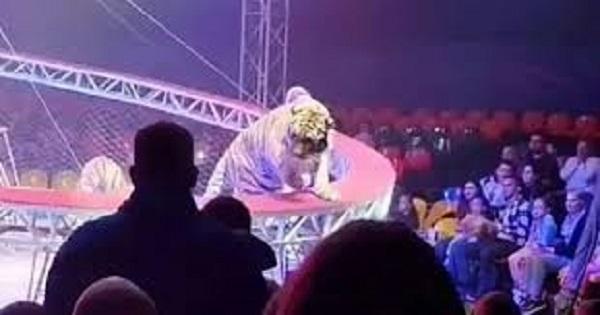 Tigre escapa de arena e avança em direção ao público em circo