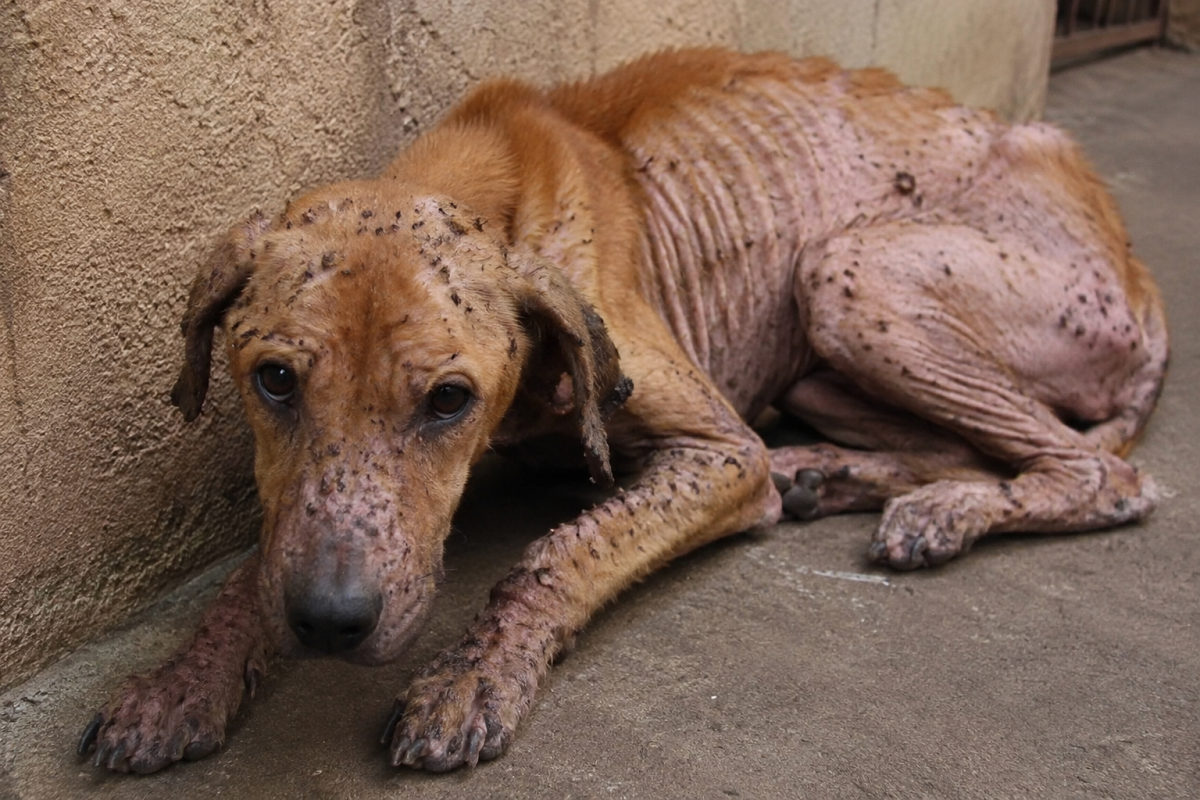 Absurdo: Cão fica 40 dias sem água e comida no Paraná; protetora denuncia cenário “deplorável”
