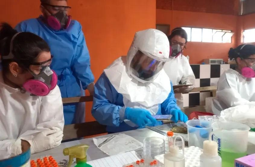 Alerta: Paraná registra dois casos confirmados de hantavírus e investiga outros 11 suspeitos, alerta Sesa