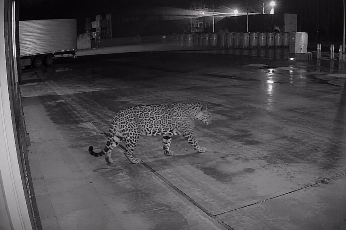 Inusitado: Onça-pintada surpreende funcionários ao aparecer em área de empresa no Paraná