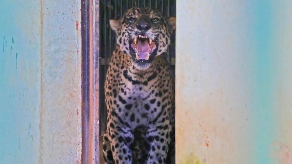Terror no campo: onça invade propriedade rural no Paraná e mata 35 ovelhas durante ataques noturnos