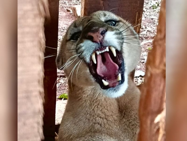 Região: Onça-parda é capturada após atacar rebanho no interior de Santa Helena