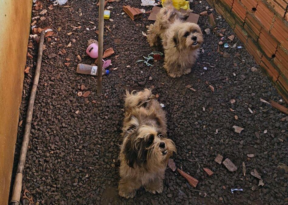 Flagrante: Mulher é presa por maus-tratos a animais em Barra do Jacaré
