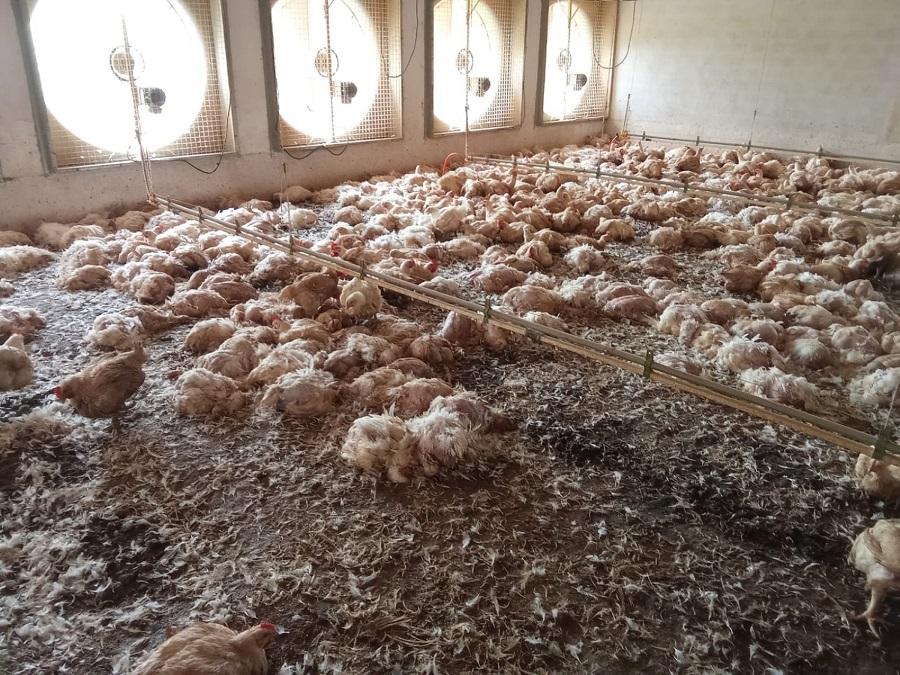 Tragédia no campo: Queda de energia mata 24 mil aves e causa prejuízo de R$ 125 mil
