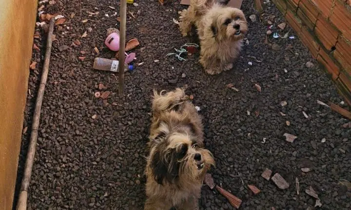 Flagrante: Mulher é presa por maus-tratos a animais em Barra do Jacaré