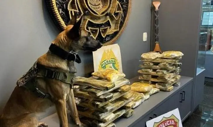Guaíra: Mulher é presa com 33,5 quilos de maconha em ônibus na Ponte Ayrton Senna