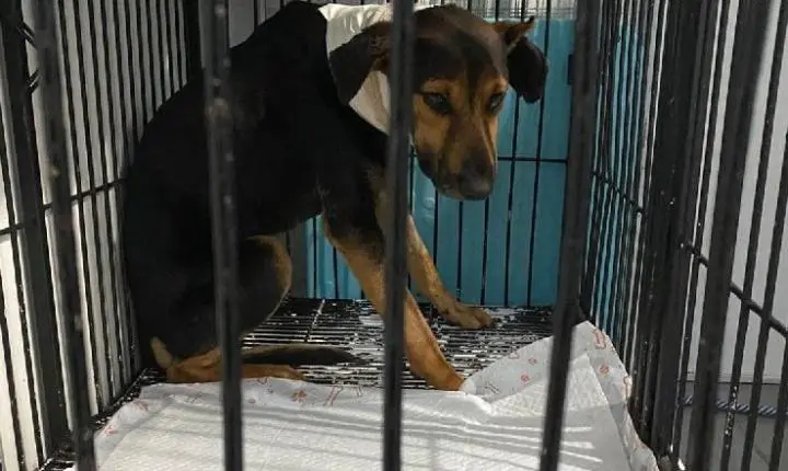 Homem ataca cães com facão e ameaça matar com veneno