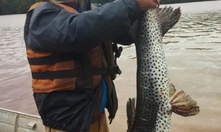 Mercedes: Pintado de 18 Quilos é Capturado no Lago de Itaipu e Impressiona Pescadores