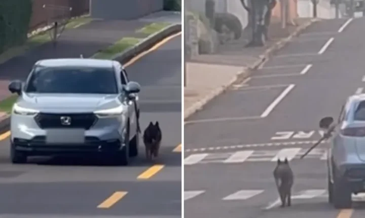 Motorista é flagrado dirigindo com cachorro preso ao carro