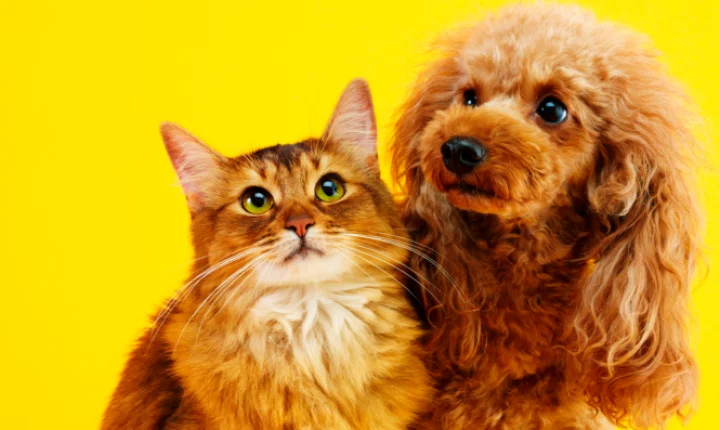 Projeto propõe dedução de gastos com pets no Imposto de Renda