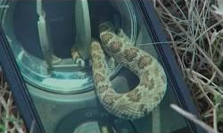 Surpreendente: Cobra Cascavel de 80 Centímetros é Resgatada de Dentro de Veículo