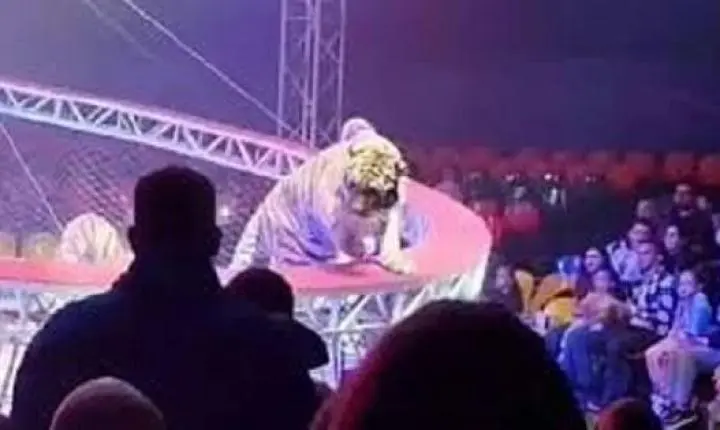 Tigre escapa de arena e avança em direção ao público em circo