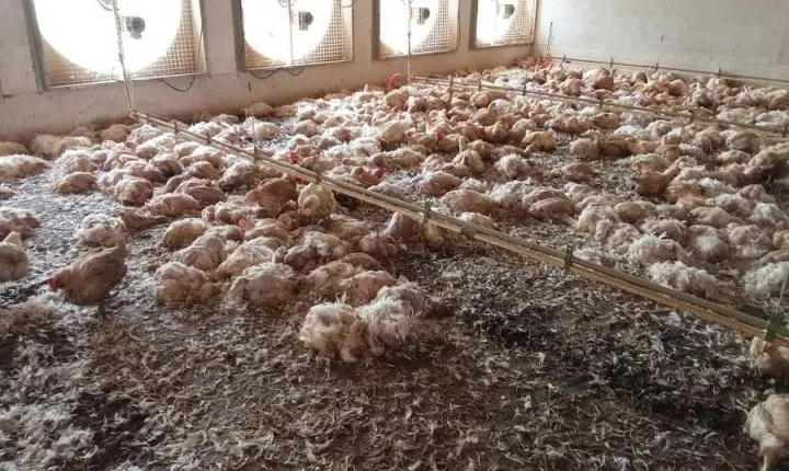 Tragédia no campo: Queda de energia mata 24 mil aves e causa prejuízo de R$ 125 mil